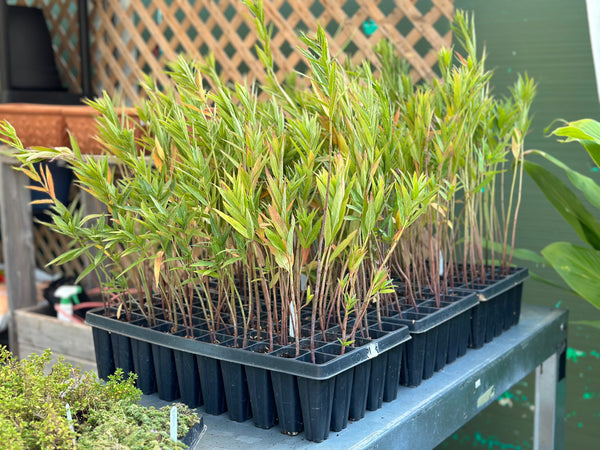 Soulmate Milkweed - Set of 10 in root developer pots