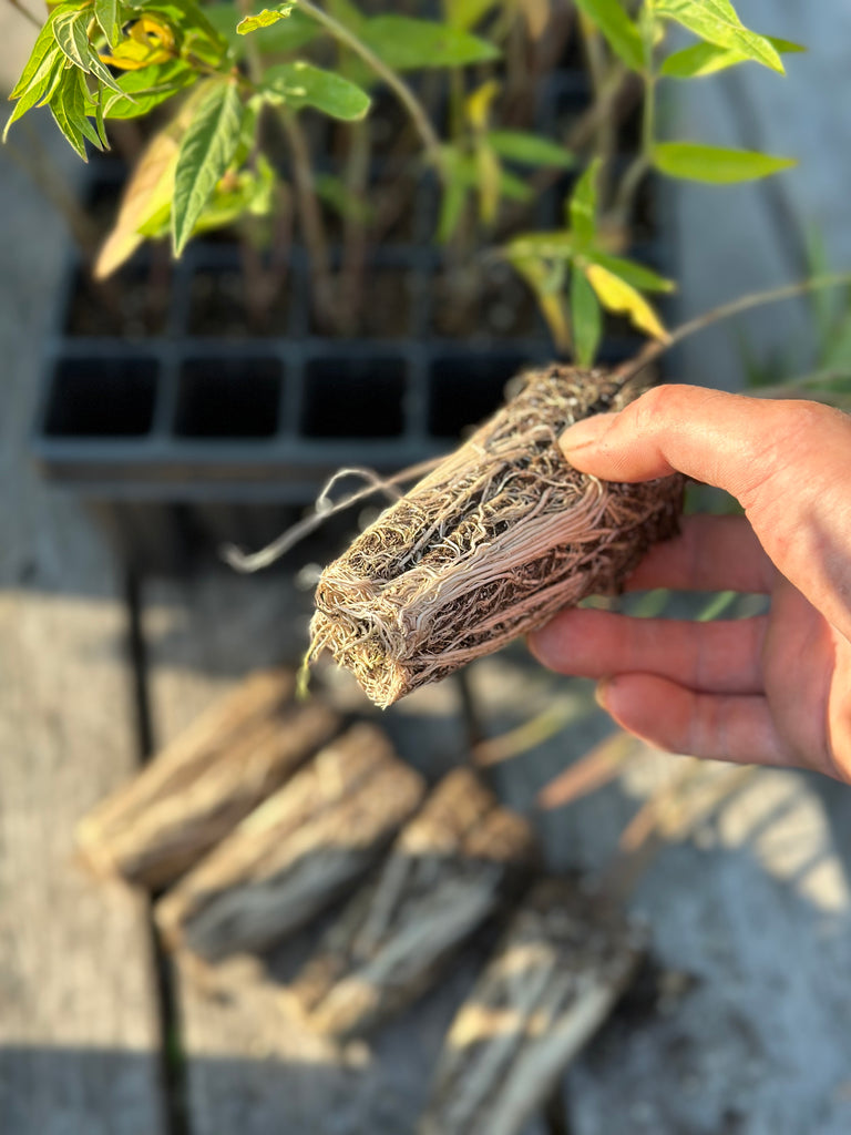 Soulmate Milkweed - Set of 10 in root developer pots | Sage Garden