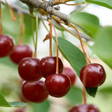 Cherry, d'Artangnan (Sour Cherry) - 1-gallon