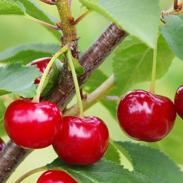 Cherry, Valentine (Sour cherry) (7-gallon)