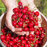Cherry, Crimson Passion (Sour Cherry) (2-gallon)