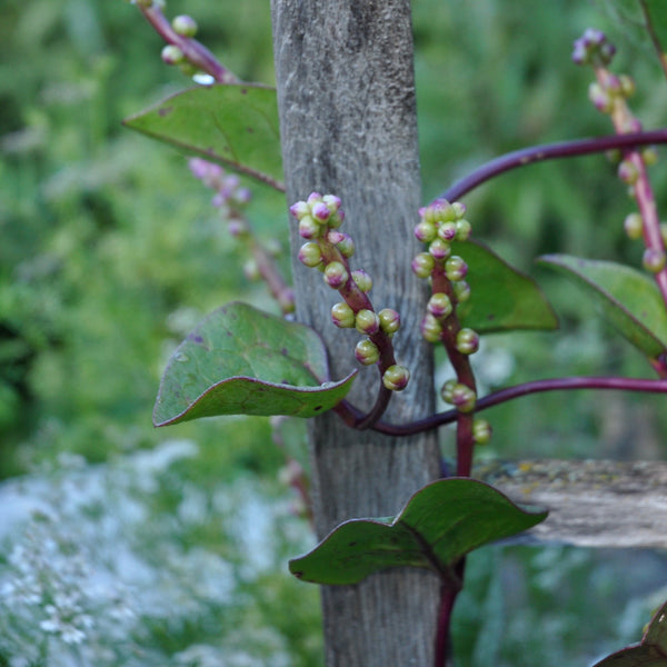 Malabar spinach Basella alba