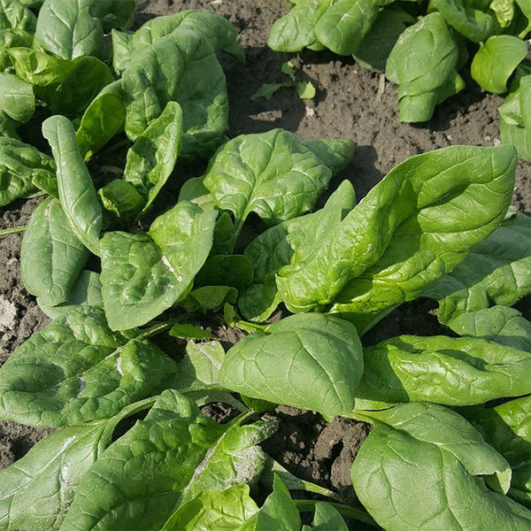 Spinach, Verdil (Certified Organic Seeds)