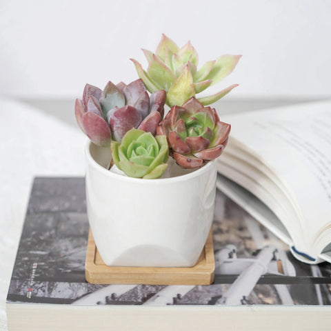 Ceramic Planter (with Drainage Hole) -  White Cup with Saucer