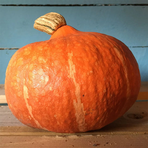 Squash (Winter), Red Kuri (Certified Organic Seeds)