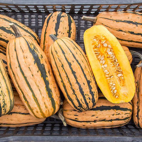 Squash (Winter), Delicata Honey Boat (Certified Organic Seeds)