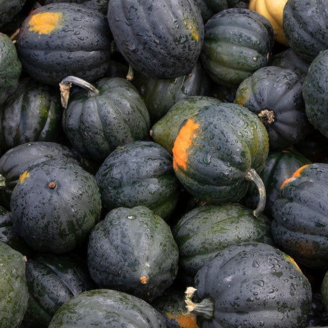 Squash (Winter), Table King Acorn (Certified Organic Seeds)