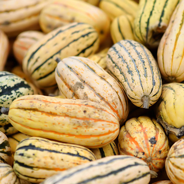 Squash (Winter), Zeppelin Delicata (Certified Organic Seeds)