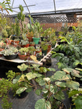 Behind the Scenes Tour at Sage Garden - Sunday, September 28, 2025