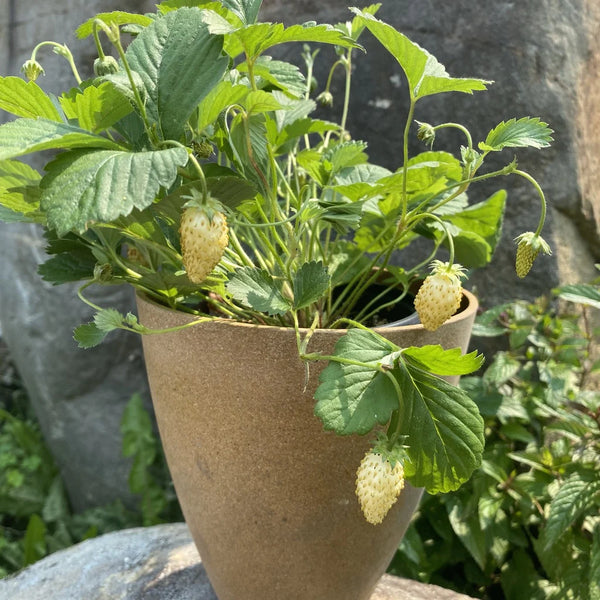 Strawberry, Alpine Yellow Wonder (Certified Organic Seeds)