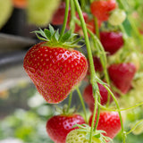 Strawberry 'Ruby Ann' - Set of 5 in root developer pots