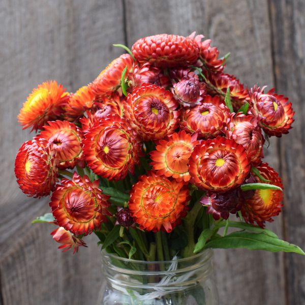 Strawflower, Fireball (Certified Organic Seeds)