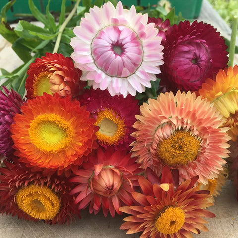 Strawflower, Mix (Certified Organic Seeds)