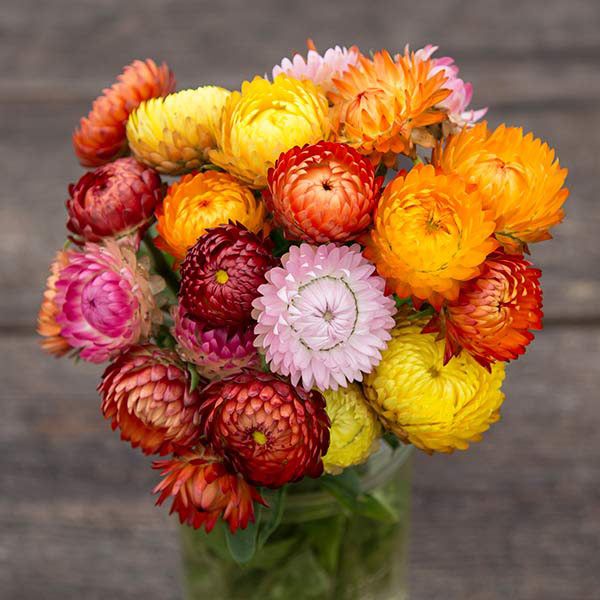 Strawflower, Roggli Riesen (Certified Organic Seeds)
