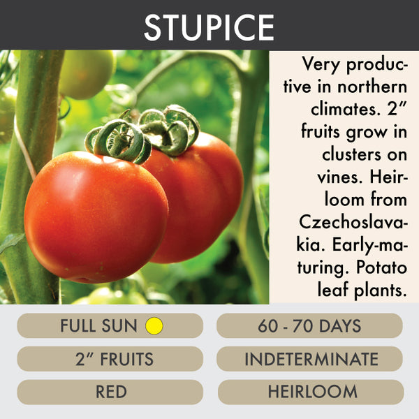 Stupice  - Tomato Plant Pre-Order 2026