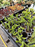 Behind the Scenes Tour at Sage Garden - Sunday, September 28, 2025