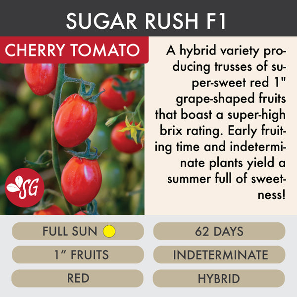 Sugar Rush  - Tomato Plant Pre-Order 2026