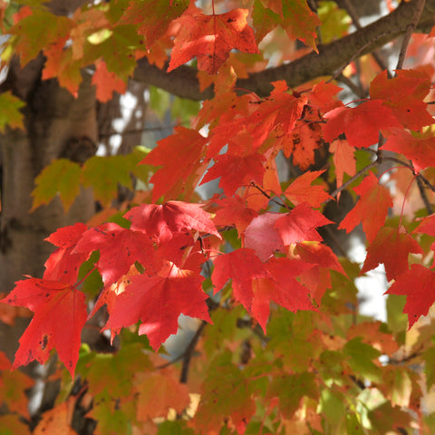 Naturescape - Sugar Maple (3-gallon)