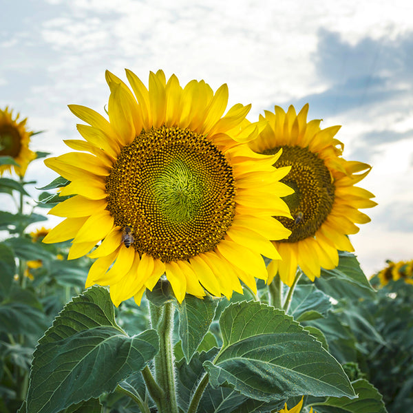 Sunflower, Skyscraper (Organically Grown Seeds)