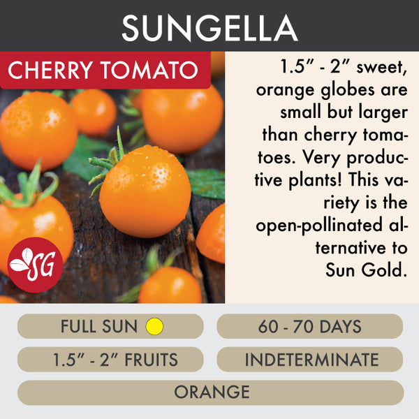 Sungella  - Tomato Plant Pre-Order 2026
