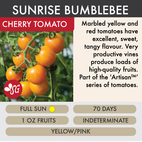 Sunrise Bumlebee - Tomato Plant Pre-Order 2026