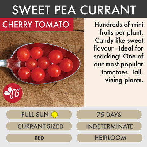 Sweet Pea Currant - Tomato Plant Pre-Order 2026