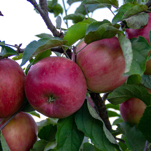 Apple, Sweet Sixteen (7-gallon)