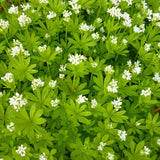 Sweet Woodruff - Set of 5 in root developer pots