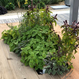 Gardens at The Leaf - Monday, September 22, 2025