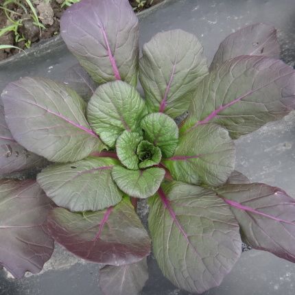 Tatsoi, Rainbow (Certified Organic Seeds)