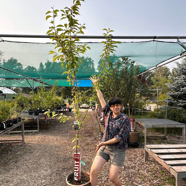 Plum, Tecumseh - 5-6 ft