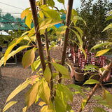 Plum, Tecumseh - 5-6 ft
