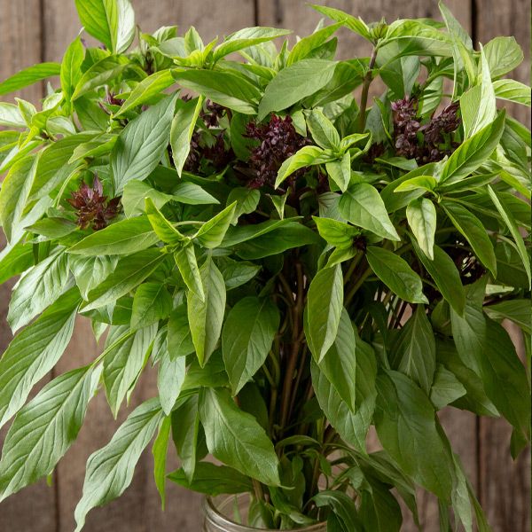 Thai Basil Collection - Set of 5 in root developer pots