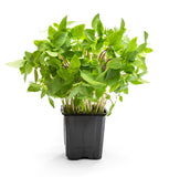 Winter Greens Seeds - Basil, Sweet Thai