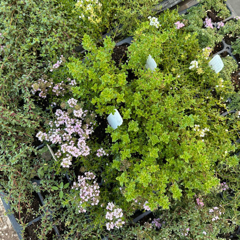 Creeping Thyme - Mixed  50 cell tray