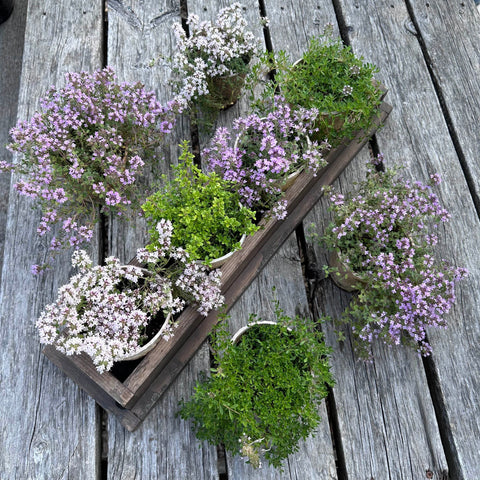 Thyme Tapestry Bundle Deal