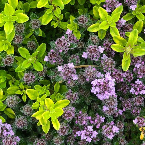 Creeping Thyme Tapestry - Mixed  50 cell tray