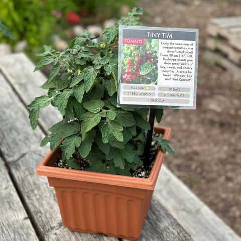 Tiny Tim Cherry (Patio Tomato)