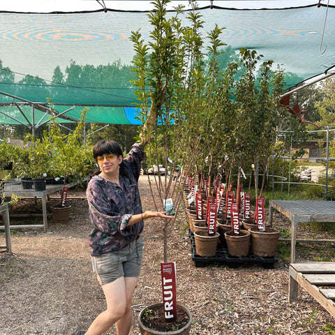 Plum, Toka - 5-6 ft