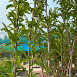 Plum, Toka - 5-6 ft