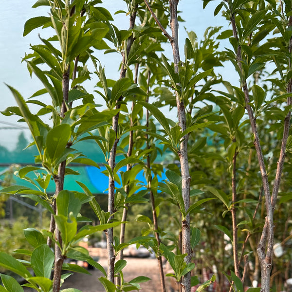 Plum, Toka - 5-6 ft