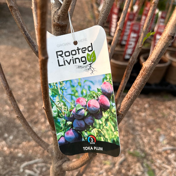 Plum, Toka - 5-6 ft