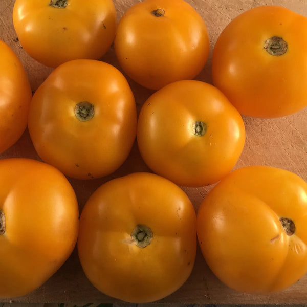 Tomato (Regular), Golden Bison (Certified Organic Seeds)