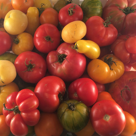 Tomato (Regular), MIx (Certified Organic Seeds)