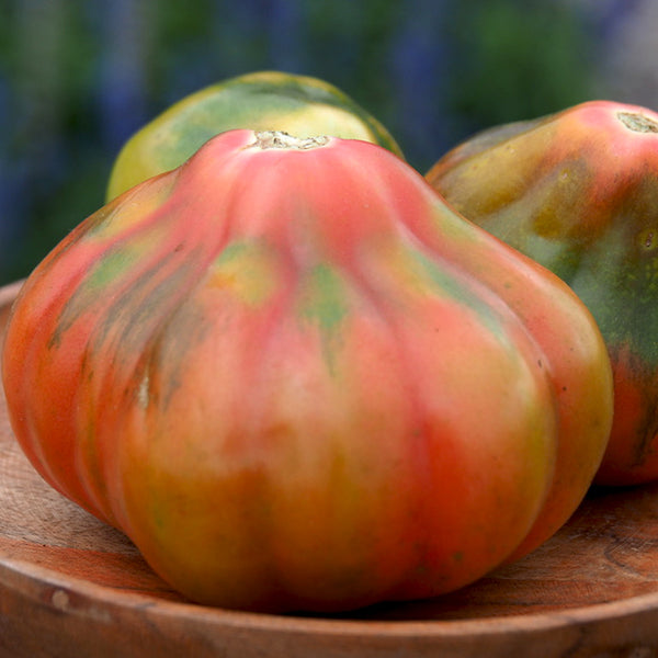 Tomato (Regular), Aladdin's Lamp (Naturally Grown Seeds)