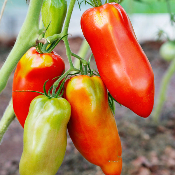 Tomato (Paste), Blue Beech (Organically Grown Seeds)