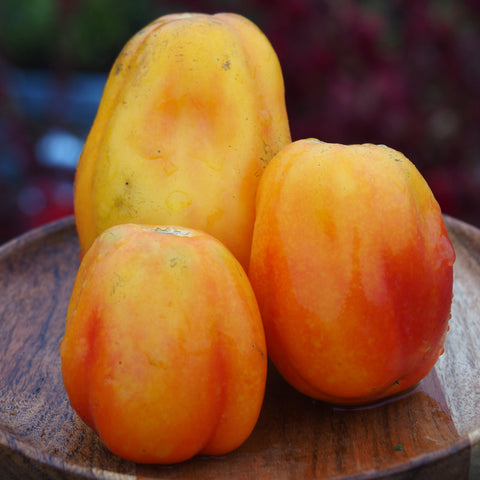 Tomato (Paste), California Tulip (Naturally Grown Seeds)