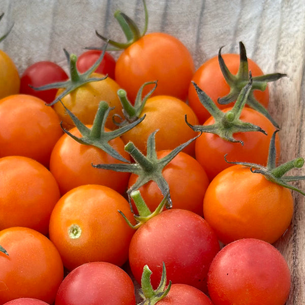 Tomato (Cherry), Honeydrop (Organically Grown Seeds)