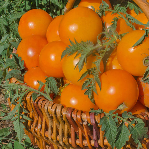 Seeds - Tomato (Regular), Jaune Flammé OG (T)