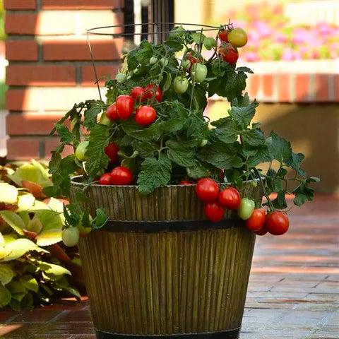 Tomato (Paste), Little Napoli (Naturally Grown Seeds)